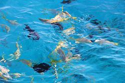 Karibik-Aquariumfische